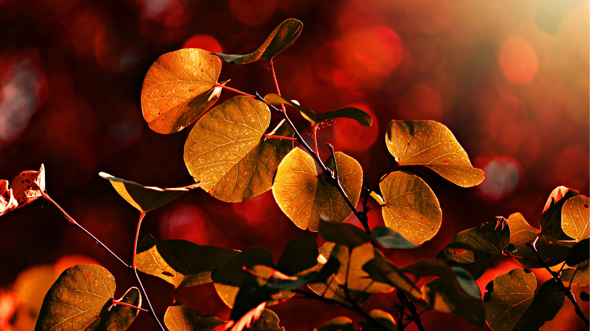 Take Root Therapy November Newsletter Take Root Therapy take-root-therapy-november-newsletter-take-root-therapy